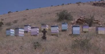 The St. Karapet Monastery in Moshaghbyur to Have its Own Honey